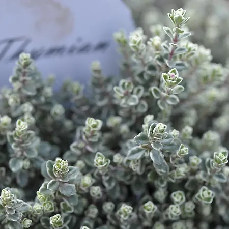 Lägenhet Gaestewohnung Tausendschoen