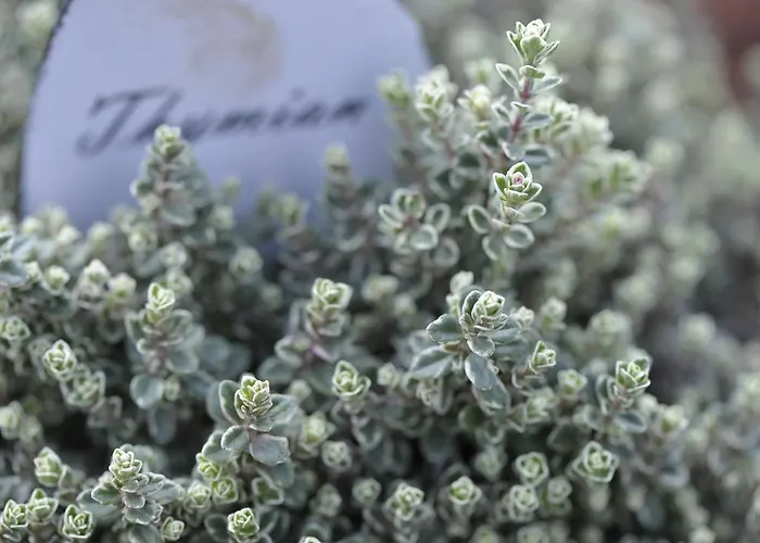 아파트 Gaestewohnung Tausendschoen